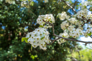 Flowering branch of pear. blooming spring garden. Spring floral background, white flowers of pear.