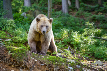 Young brown bear (Ursus arctos) in the summer forest. Animal in natural habitat.