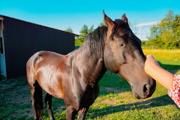 The girl touches the horse's face with her hand. A big black horse.