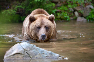 Obraz na płótnie Canvas Brown Bear (Ursus arctos) swimming in a water