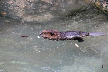 アメリカビーバーの子ども　泳ぎの練習