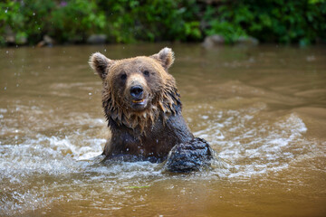 Brown Bear (Ursus arctos) swimming in a water