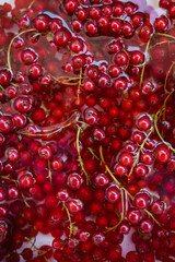 Fresh red currant berries in water - background