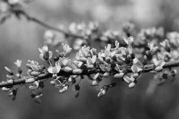 white magnolia flowers in black and white  © Lina