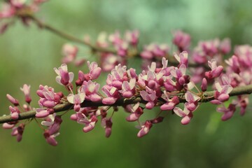 pink cherry blossoms