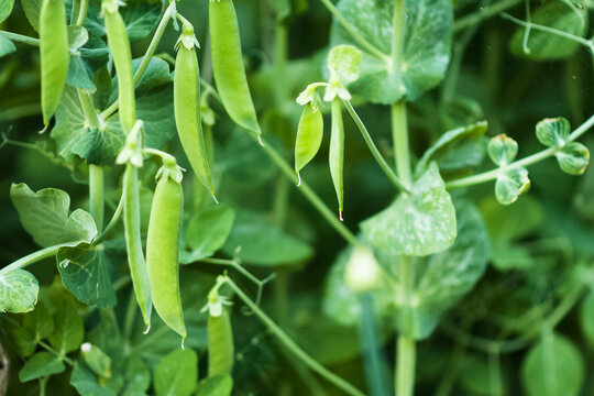 Green peas in the garden. A lot of pods of ripe green peas on the bushes on the farm outside. Gardening and vegetable growing. Healthy eco food. Micronutrients, fiber and proteins