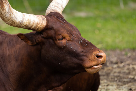 Watussi cattle resting on the paddocks. African farm animals. Photo taken on a sunny day, natural light.