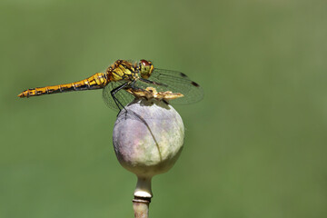 eine Heidelibelle auf Mohnkapsel