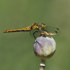 eine Heidelibelle auf Mohnkapsel