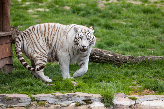 A white, albino Bengal tiger walking down the runway at the zoo. Animals threatened with extinction. Photo taken in natural, soft light.