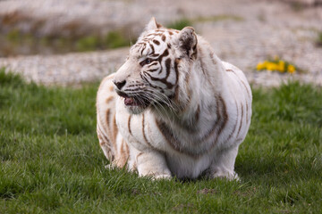 Fototapeta na wymiar A white, albino Bengal tiger resting the at the zoo paddock. Animals threatened with extinction. Photo taken in natural, soft light.