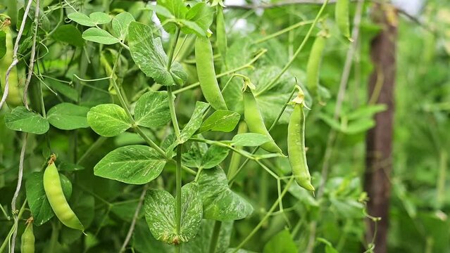 Green peas in the garden. A lot of pods of ripe green peas on the bushes on the farm outside. Gardening and vegetable growing. Healthy eco food. Micronutrients, fiber and proteins. FullHD