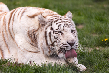 Fototapeta na wymiar A white, albino Bengal tiger resting the at the zoo paddock. Animals threatened with extinction. Photo taken in natural, soft light.