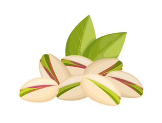 Pistachio nuts in shell with leaves, vector illustration on white background