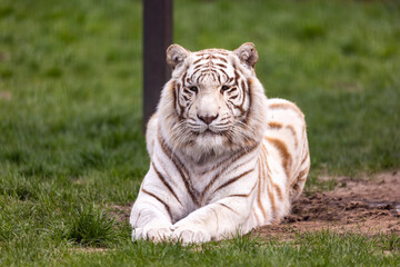 Naklejka na ściany i meble A white, albino Bengal tiger resting the at the zoo paddock. Animals threatened with extinction. Photo taken in natural, soft light.