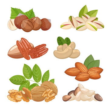 Nuts set of walnuts, almonds, hazelnut and other, healthy snack. Vector illustration isolated on white background