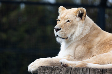 A white, albino lion resting  the at the zoo paddock. Animals threatened with extinction. Photo taken in natural, soft light.
