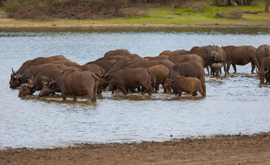 Herd of African Buffalo or Cape Buffalo in protected natural habitat in an East African national park