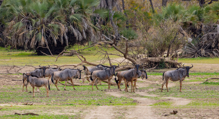 Naklejka na ściany i meble Herd of Wildebeest in protected natural habitat in an East Africa national park area