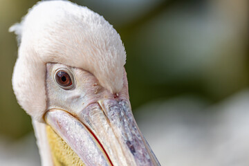 Close up of a pink pelican's head. Uniformly blurred background. Photo taken at noon in natural light
