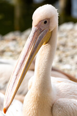 Close up of a pink pelican's head. Uniformly blurred background. Photo taken at noon in natural light