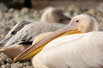 Close up of a pink pelican's head. Uniformly blurred background. Photo taken at noon in natural light