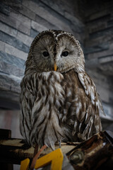 ウラルフクロウ