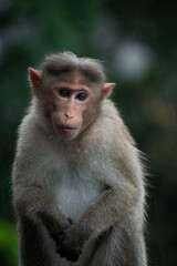 portrait of a macaque