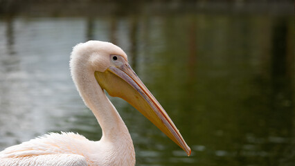 Close up of a pink pelican's head. Uniformly blurred background. Photo taken at noon in natural light