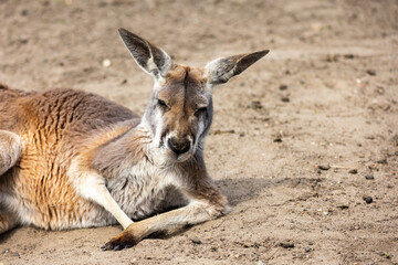 Red kangaroos are resting in the zoo's paddock. Photo taken at noon on a sunny day