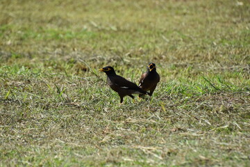 rooster on the grass