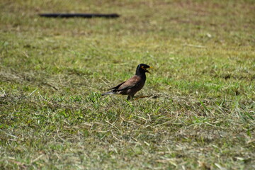 blackbird on a grass