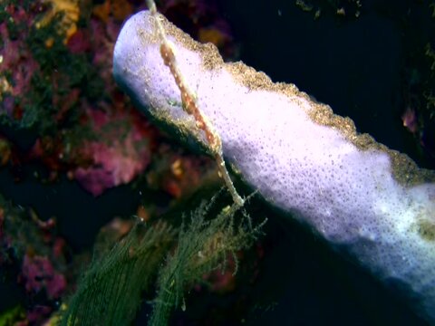 Ornate ghostpipefish (Solenostomus paradoxus)