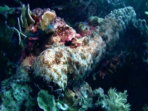 Graeffi sea cucumber (Pearsonathuria graeffei) crawling