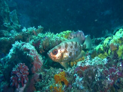 Crescent-tail bigeye (Priacanthus hamrur) close up