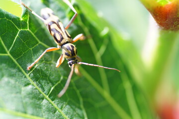 Fototapeta premium タケトラカミキリ オクラの葉の上でみつけた 7月