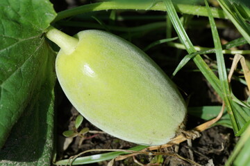 Obraz premium マクワウリ 未熟 成長中 7月下旬