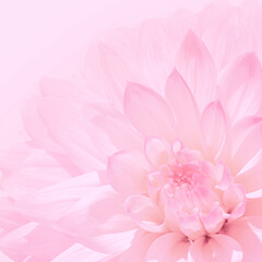 pink floral blurred background, flower petals close up romantic mock up, pink romantic background for design, for wedding card, mother's day, valentine's day