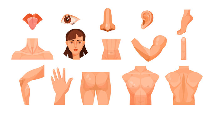 Male and female body parts for kids vector illustrations set. Face, throat, chest, back, arm, hand, leg, foot, mouth, eye, nose, ear, stomach on white background. Anatomy, science, education concept