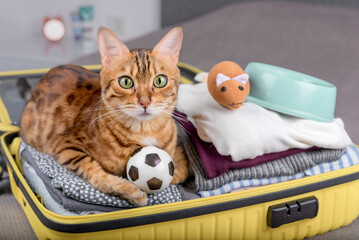 A beautiful cat sits in a travel suitcase with things inside.