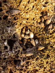 Stones in water. Shell background 