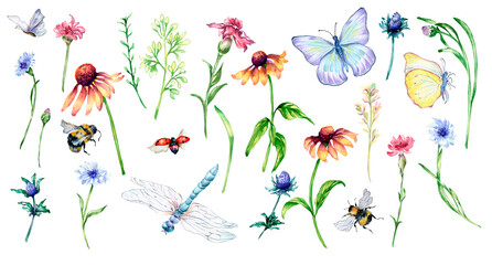 Set of meadow flowers, insects watercolor illustration isolated