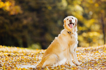 The golden retriever sits on warm autumn leaves and looks ahead.