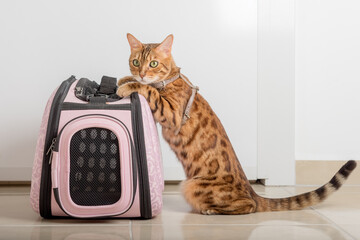 Bengal cat on a leash next to a carrying bag