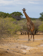 Lone isolated Giraffe in East African natural habitat national park area