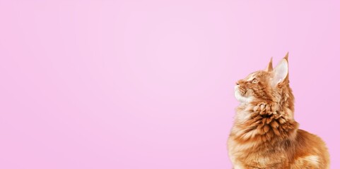 Fluffy cat looking up with intense expression or waiting for food. Cute pet