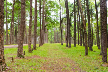 Pine tree garden at Silvicultural Research Station in chiangmai,Suan son Bo Kaew Pine Park.