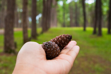 Pine cone on hand in pine tree garden,cedar cone.