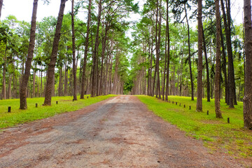 Pine tree garden at Silvicultural Research Station in chiangmai,Suan son Bo Kaew Pine Park.