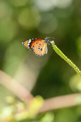 Colorful African queen butterfly drinking nectar from a small flower.